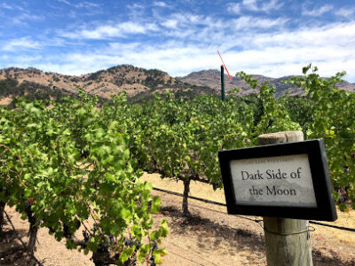 Cliff Lede Vineyards