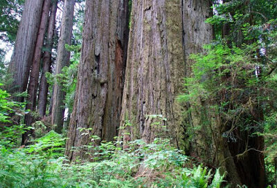 Hendy Woods State Park