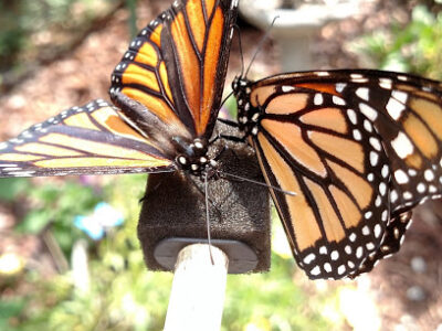 All A Flutter Farms LLC