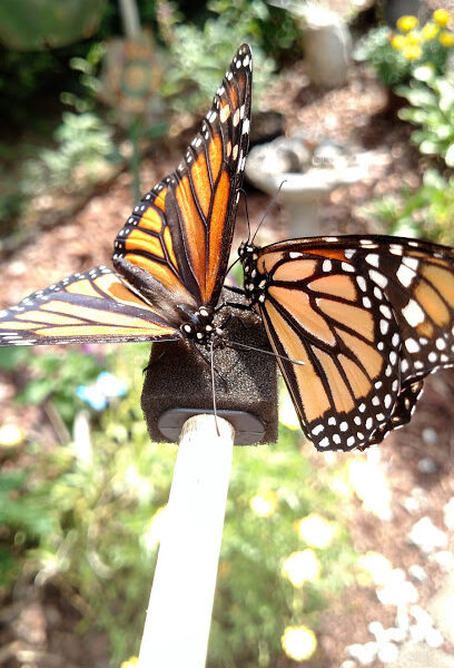 All A Flutter Farms LLC