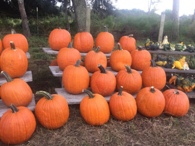 Legare Farms Inc