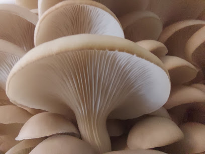 Mushroom Queens
