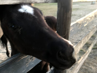 Ridgeley Farm