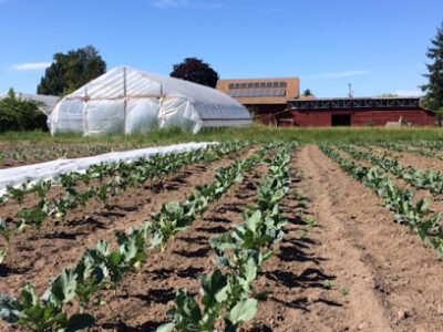 Early Bird Farm