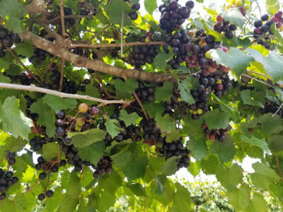 Bluefield Estate Winery