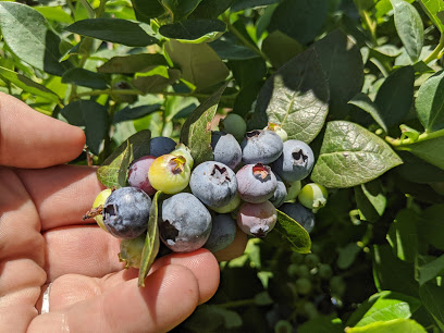 Temecula Berry Co