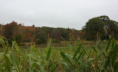 Alewives Brook Farm