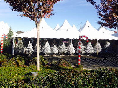 Colley Tree Farm