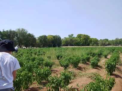 Big Jim Farms