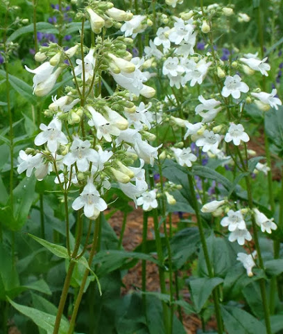 Woodbine Mead