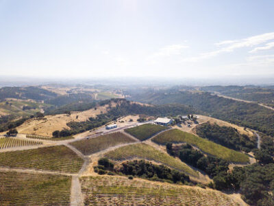 Calcareous Vineyard