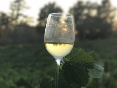 Provisor Vineyard