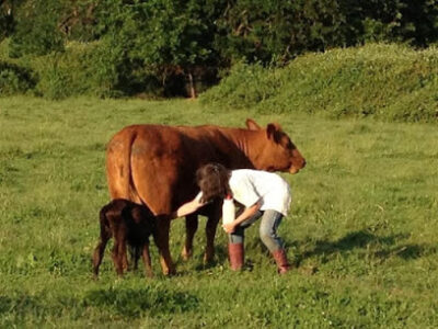 Churn Creek Meadow Organic Farm- CCMOF