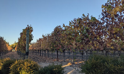 Vincent Vineyards & Winery