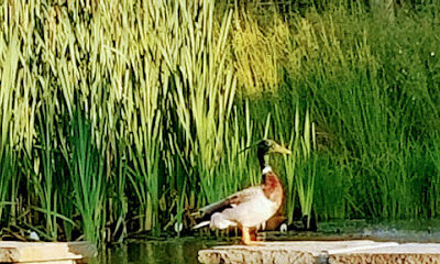 Black River Farms, Inc