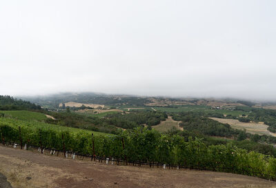 Coursey Graves Winery