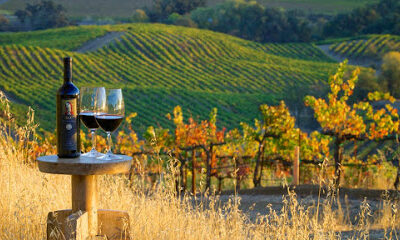 St. Supéry Estate Vineyards & Winery