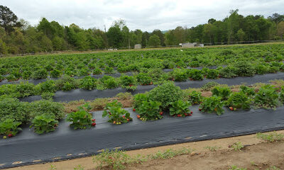 Oakview Farms