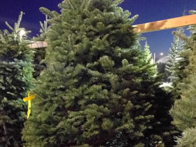 Bambi's Christmas Tree Land - Roseville