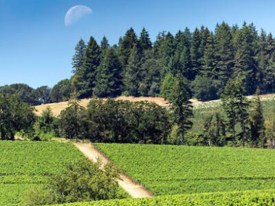 Lingua Franca Winery - Wine Tastings by Appointment