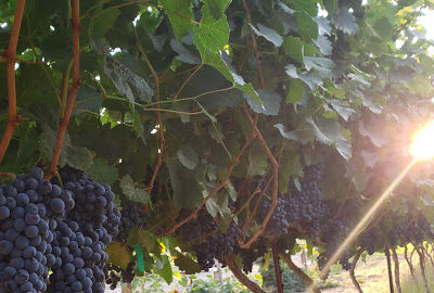4 Whistles Winery