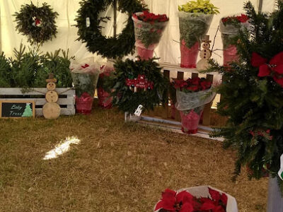 Hayes Farms Christmas Trees - Lauderdale-By-The-Sea