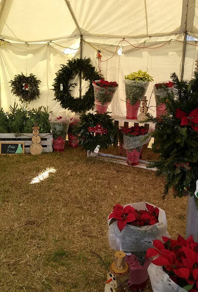 Hayes Farms Christmas Trees - Lauderdale-By-The-Sea