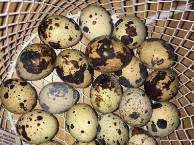 James River Quail Farm