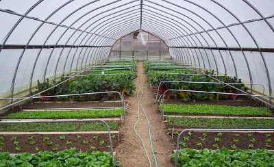MSU Student Organic Farm and Organic Farmer Training Program