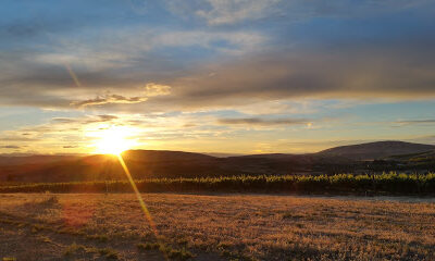 PineBrake Vineyard