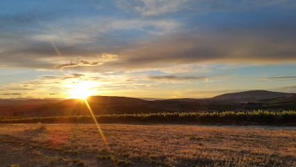 PineBrake Vineyard