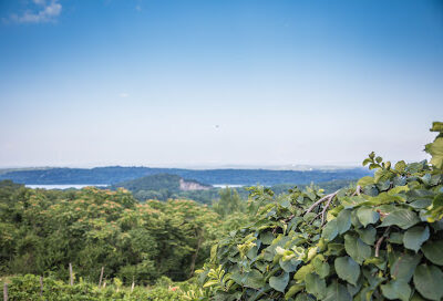 Benmarl Winery