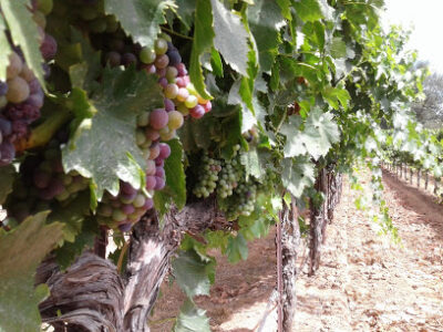 Bray Vineyards