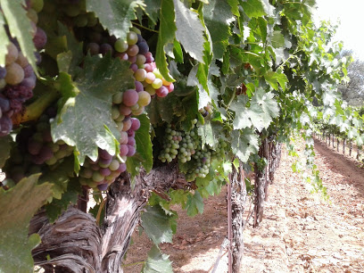 Bray Vineyards
