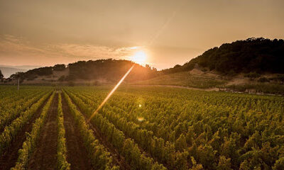 Baldacci Family Vineyards