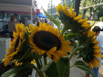 Hillcrest Farmers' market