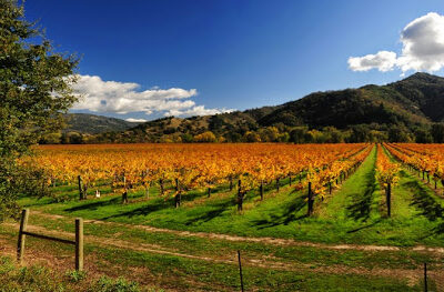Nelson Family Vineyards