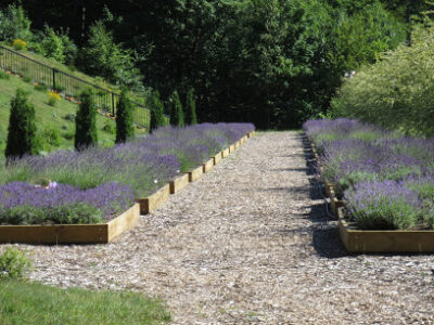 Terrazza Di Lavanda
