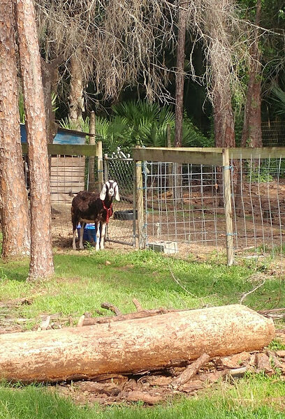 Luna Sage Acres Farm