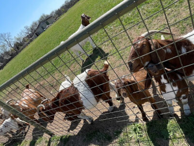 Todd Goat Farm