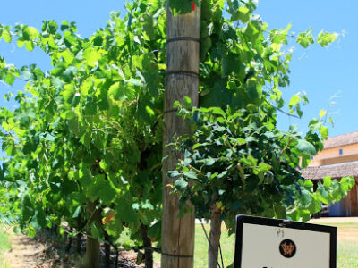 Iron Gate Winery Inc
