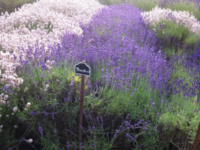 Purple Scent Lavender Farm