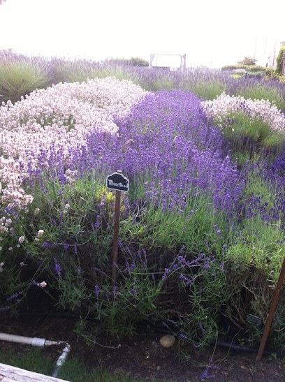 Purple Scent Lavender Farm