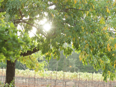Red Thread Wines
