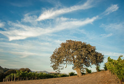 Grey Stack Cellars