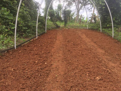 Forestry Crops