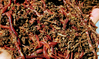 Hart's Worm Farm