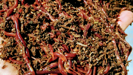 Hart's Worm Farm
