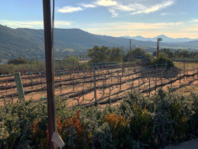 Poppaea Vinyard