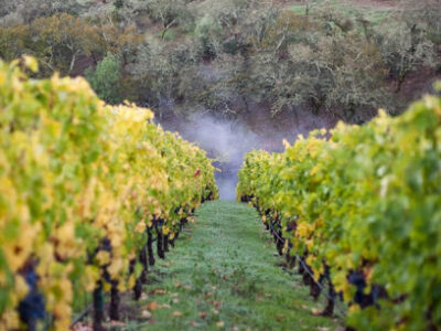 Sciandri Family Vineyards